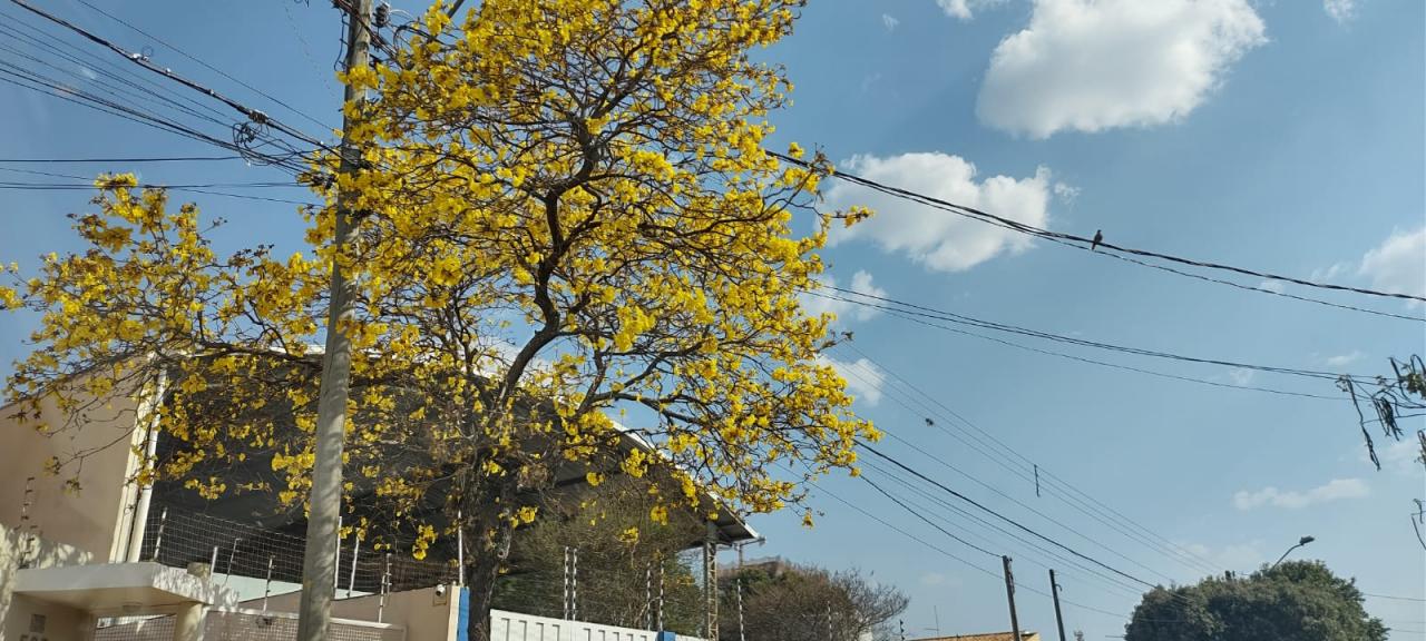Foto 19 de 31 — Florada dos ipês dá novo colorido a Araraquara e internautas enviam fotos; veja